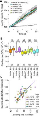 Inhibition of the Aquaporin-1 Cation Conductance by Selected Furan Compounds Reduces Red Blood Cell Sickling